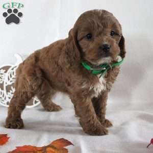 Beauty, Cavapoo Puppy